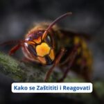 Prevencija uboda insekata tokom ljeta: Kako se zaštititi i reagovati na vrijeme? (VIDEO)