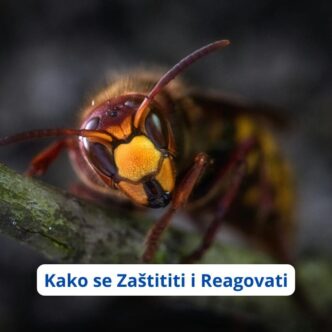 Prevencija uboda insekata tokom ljeta: Kako se zaštititi i reagovati na vrijeme? (VIDEO)