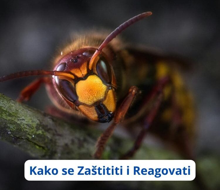 Prevencija uboda insekata tokom ljeta: Kako se zaštititi i reagovati na vrijeme? (VIDEO)