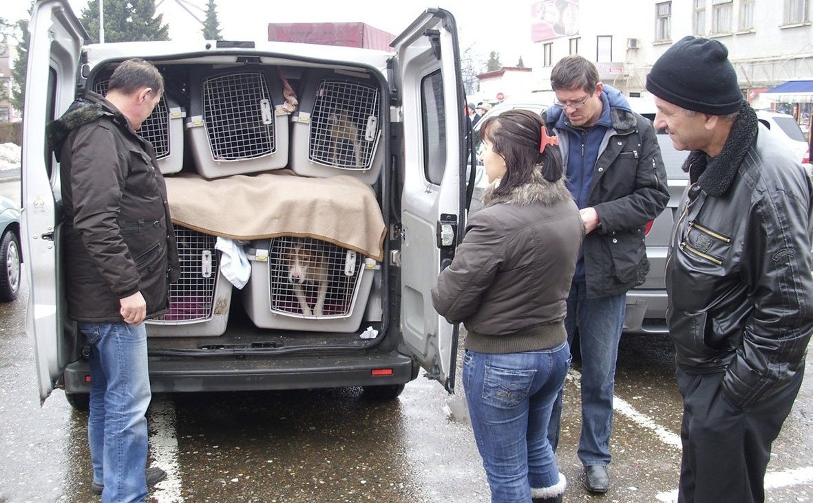 Hiljade pasa lutalica iz BiH izvezeno u Njemačku